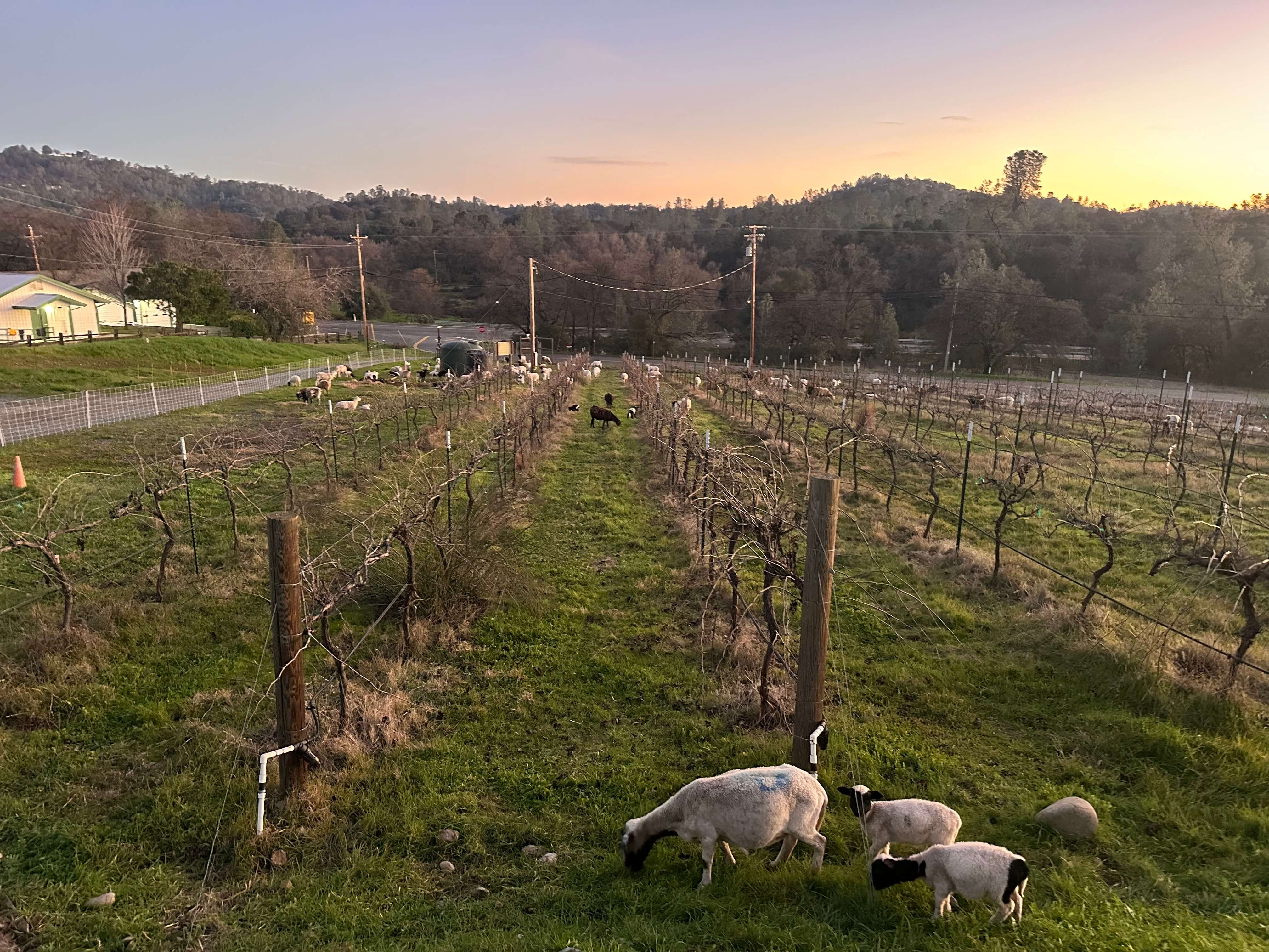 Sheep grazing in the Wild Loon vineyard at dusk